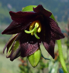 Fritillaria camschatcensis