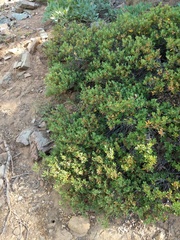 Quercus vacciniifolia