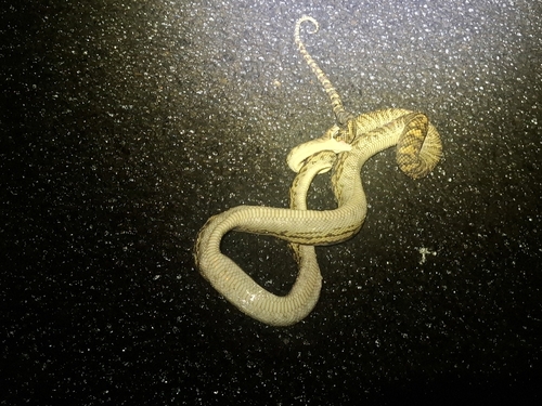 Australian Scrub Python sighting