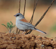 Junco hyemalis dorsalis