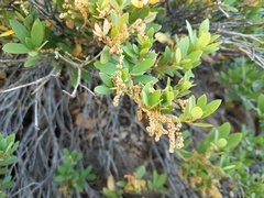 Quercus vacciniifolia