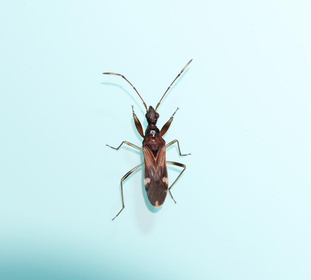 Heraeus guttatus