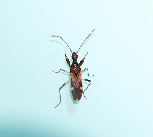 Heraeus guttatus