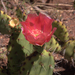 Vasey's Pricklypear - Photo (c) John Rusk, some rights reserved (CC BY-NC-SA)