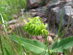 Asclepias meadii