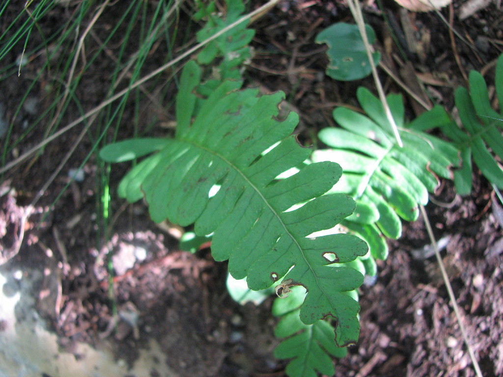 Polypodium × incognitum