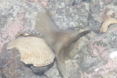 Notoplana