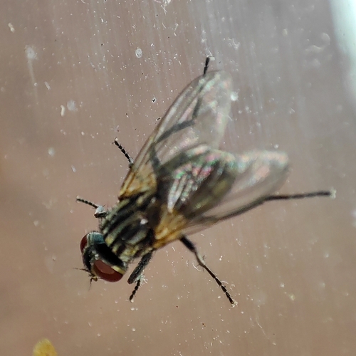 Common House Fly, 9717 CL Groningen, Netherlands, photo 8 of 10