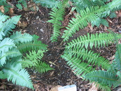 Polystichum × potteri