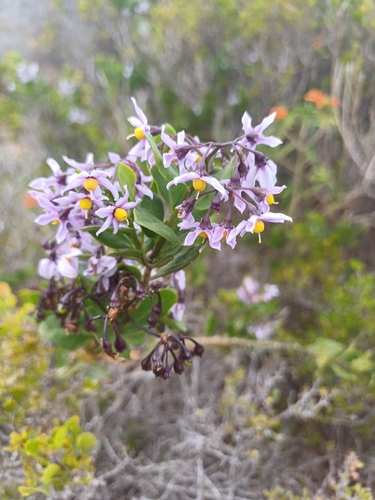 Image of Solanum africanum by no rights reserved
