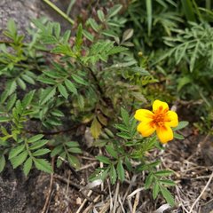 Tagetes tenuifolia