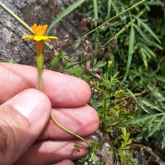 Tagetes tenuifolia
