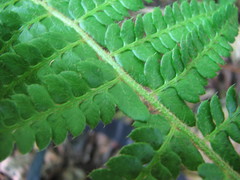 Polystichum × potteri