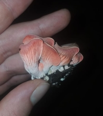 Pleurotus djamor roseus
