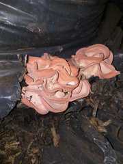 Pleurotus djamor roseus
