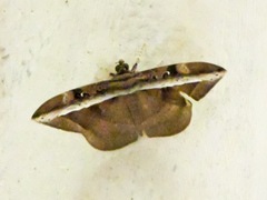 Hemeroblemma opigena