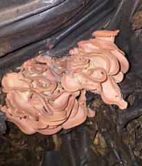 Pleurotus djamor roseus