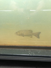 Micropterus dolomieu