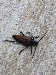 Stenelytrana emarginata