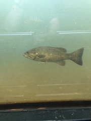 Micropterus dolomieu