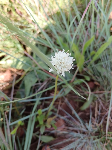 Cephalaria zeyheriana (Cephalaria zeyheriana)