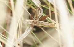 Conocephalus albescens