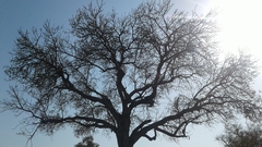 Sclerocarya birrea caffra