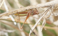 Conocephalus albescens