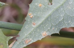 Miyagia pseudosphaeria