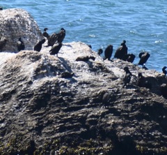 Urile penicillatus