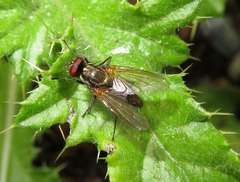 Hydrophoria lancifer