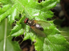 Hydrophoria lancifer