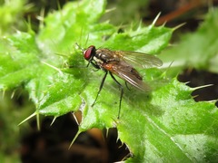 Hydrophoria lancifer