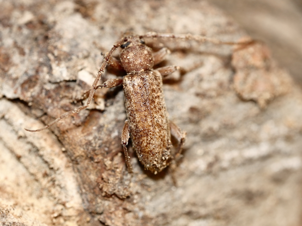 Trichoferus fasciculatus