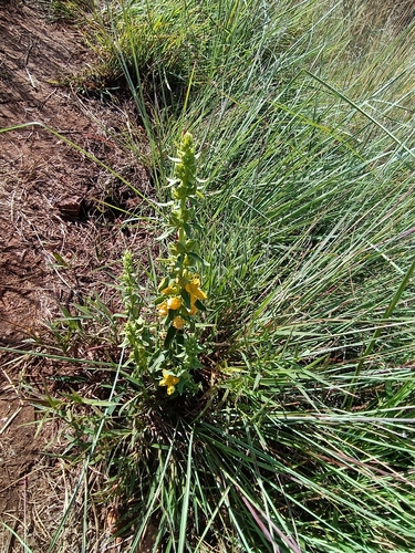 Image of Alectra sessiliflora by (c) Hildegard Klein, some rights reserved (CC BY)
