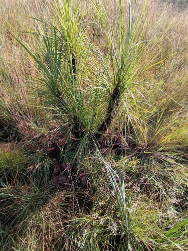 Image of Xerophyta retinervis by (c) Hildegard Klein, some rights reserved (CC BY)