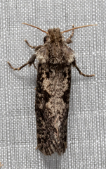 Acrolophus arcanella