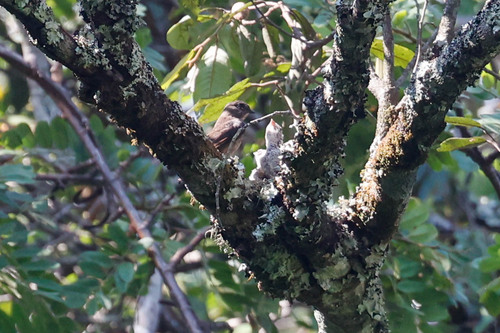 Sooty Flycatcher (Artomyias fuliginosa), photo 4