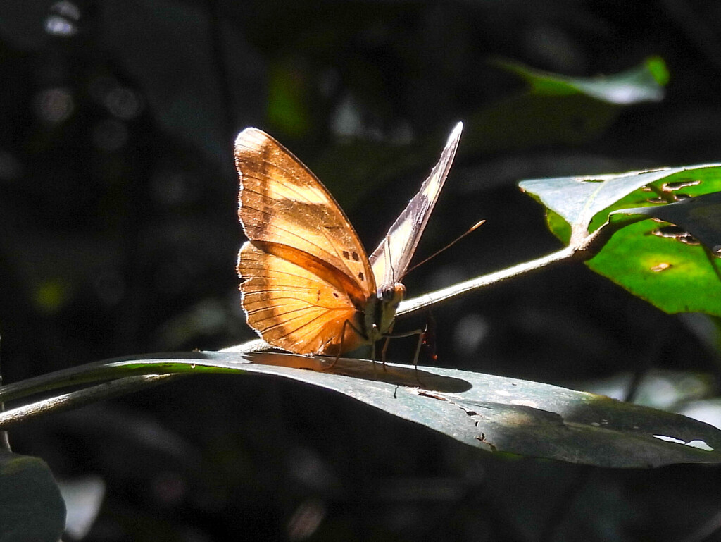 Euphaedra grandis