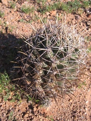 Coryphantha robustispina robustispina