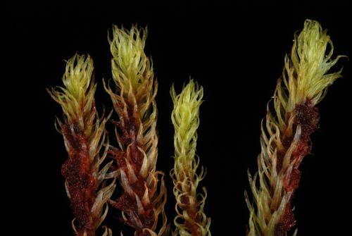 ribbed bog moss