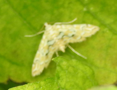 Elophila icciusalis