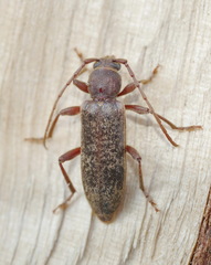 Trichoferus campestris