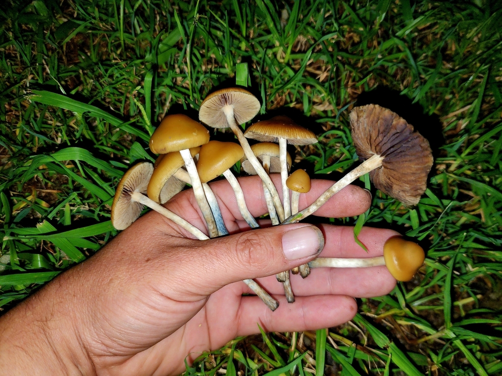 Psilocybe subaeruginosa · March 2025 · photo: © rotceh_dnih (iNaturalist, cc-by)