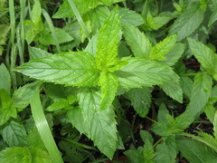 Mentha × piperita