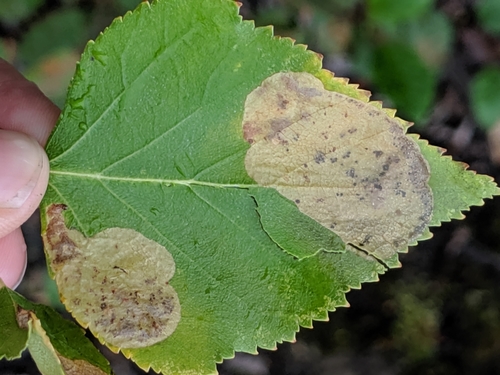 Amber-marked Birch Leaf-miner Sawfly photo 3