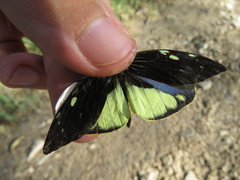 Lieinix nemesis atthis