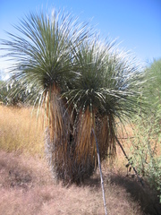 Yucca elata