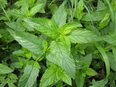 Mentha × piperita