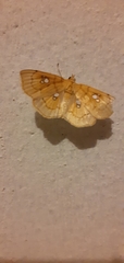 Cacographis osteolalis